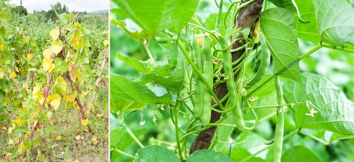 Sustainable Beans Farming