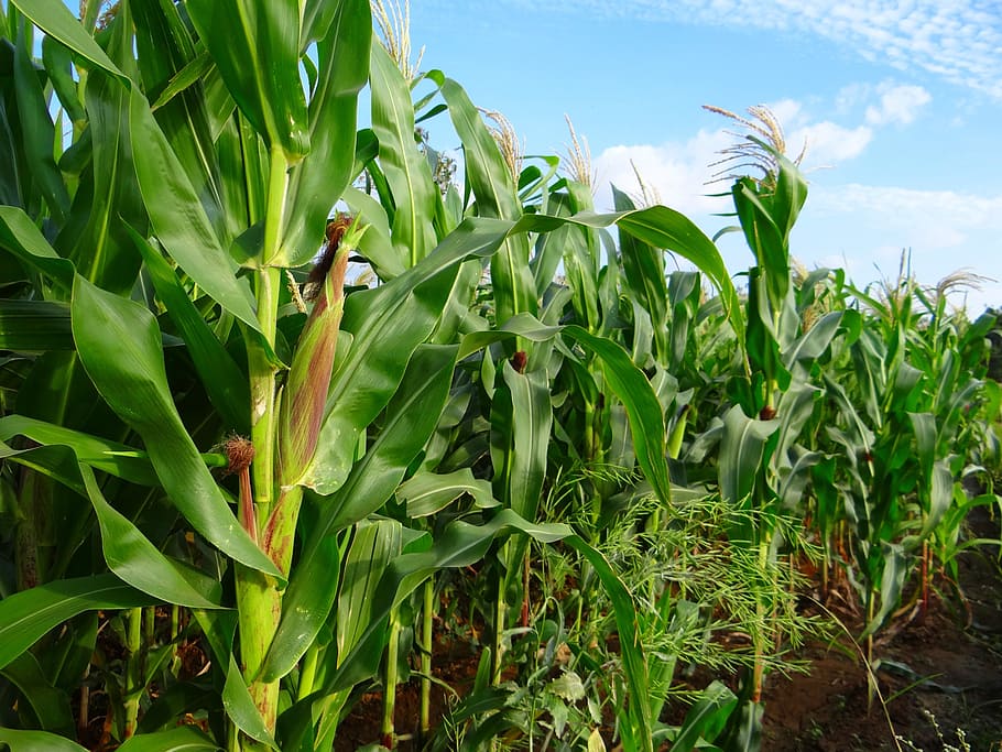 Maize Farming