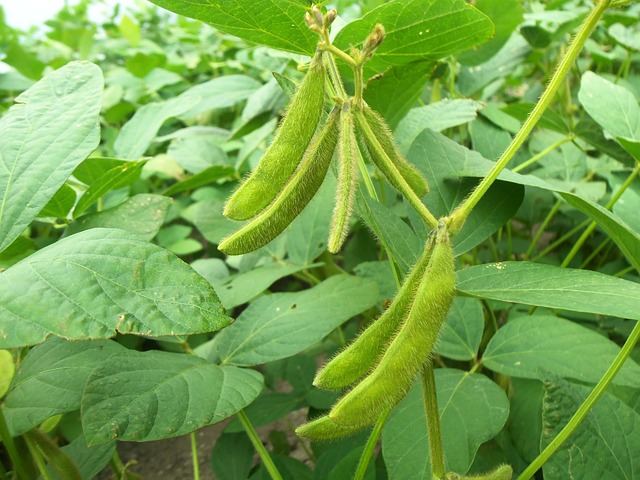 Soybeans Farming