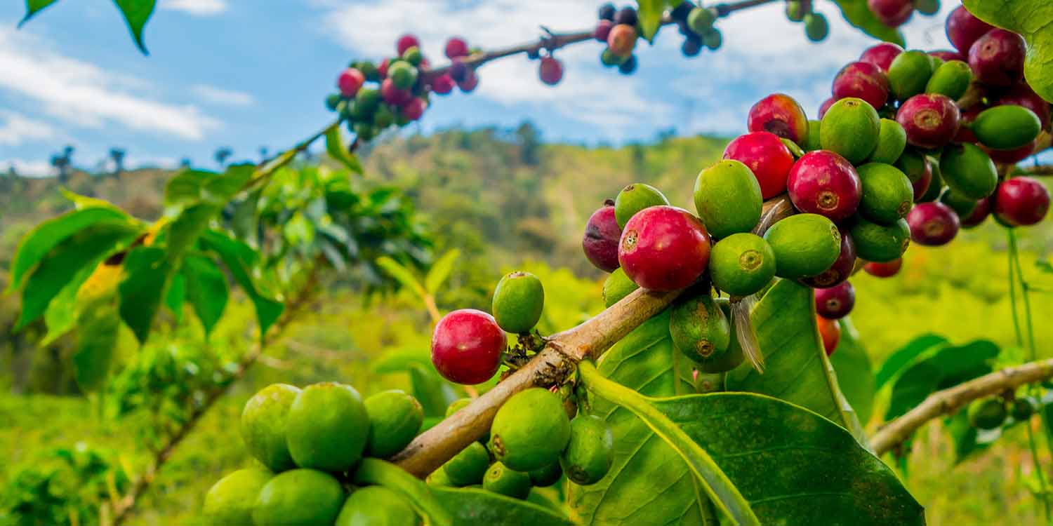 Coffee Farming