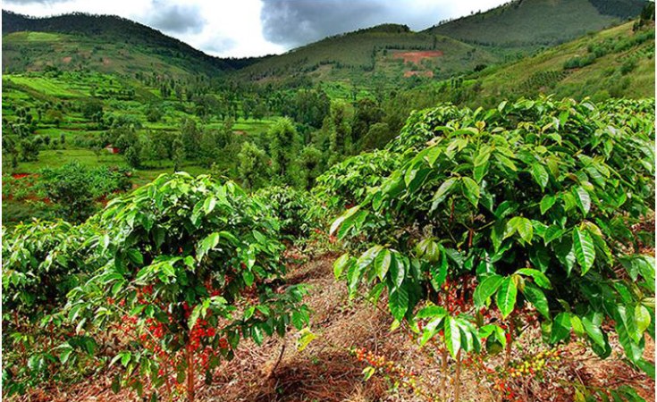 Coffee Plantation