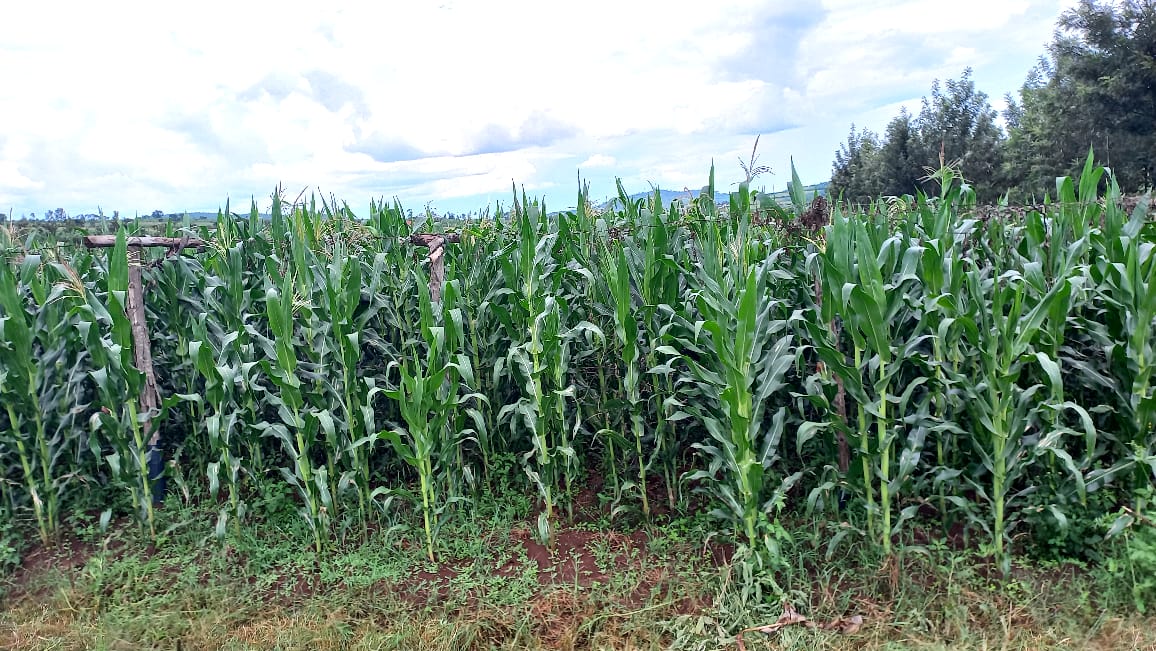 Maize Field