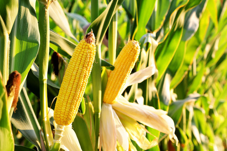 Maize Harvest