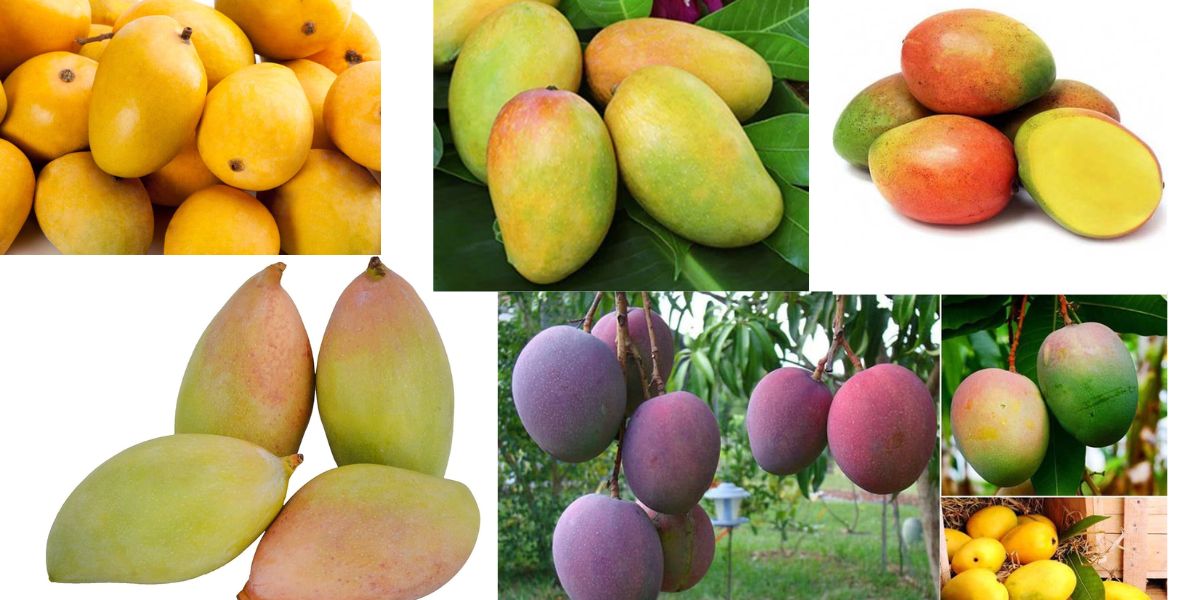Different Mango Varieties